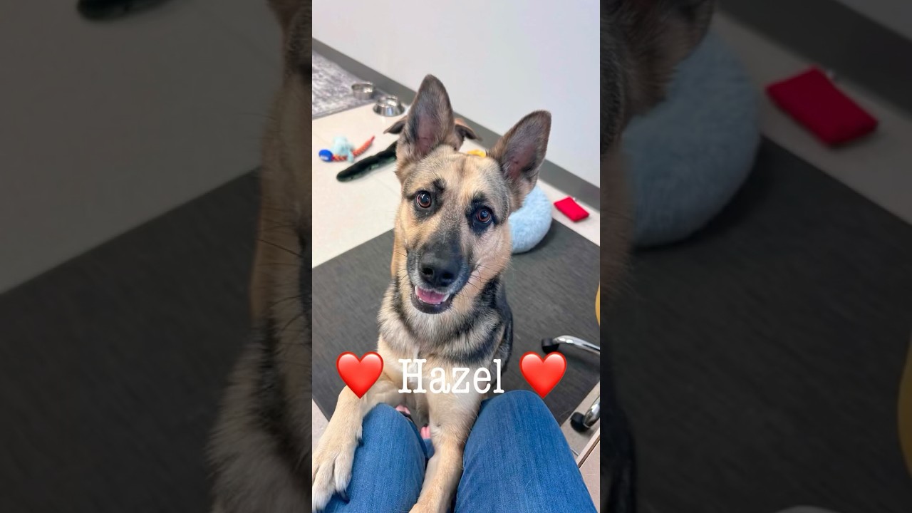 Hazel, a Adoptable mixed breed in Seattle, WA video 5/5