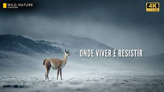 Bolívia Selvagem — Animais Moldados pelo Frio, Pela Altitude e Pelo Limite da Vida | Documentário