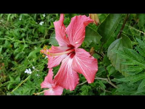 Malvaceae, mallow family
