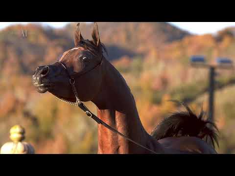 ✨ D WANNAS ✨⁣ (FA EL RASHEEM x D SAYEDAH), 2020 Colt