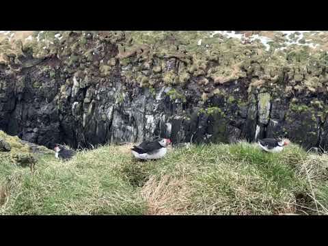 Cute Puffins