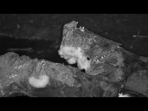 Djuma: Foam Nest Frogs making foam nests - 01:38 - 12/12/19