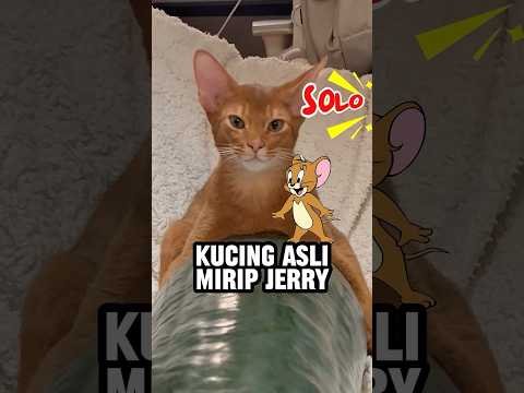 Kucing ini mirip jerry 😱