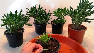 How to grow a Gollum Jade plant from cutted leaves / branch very easy
