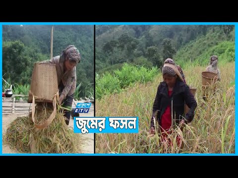 ফলন ভালো না হওয়ার আশংকা