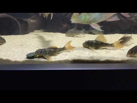 L14 Scobiancistrus Aureatus feeding