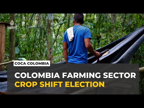 Coca production in Colombia: Coca crop shift faces uncertain future after election