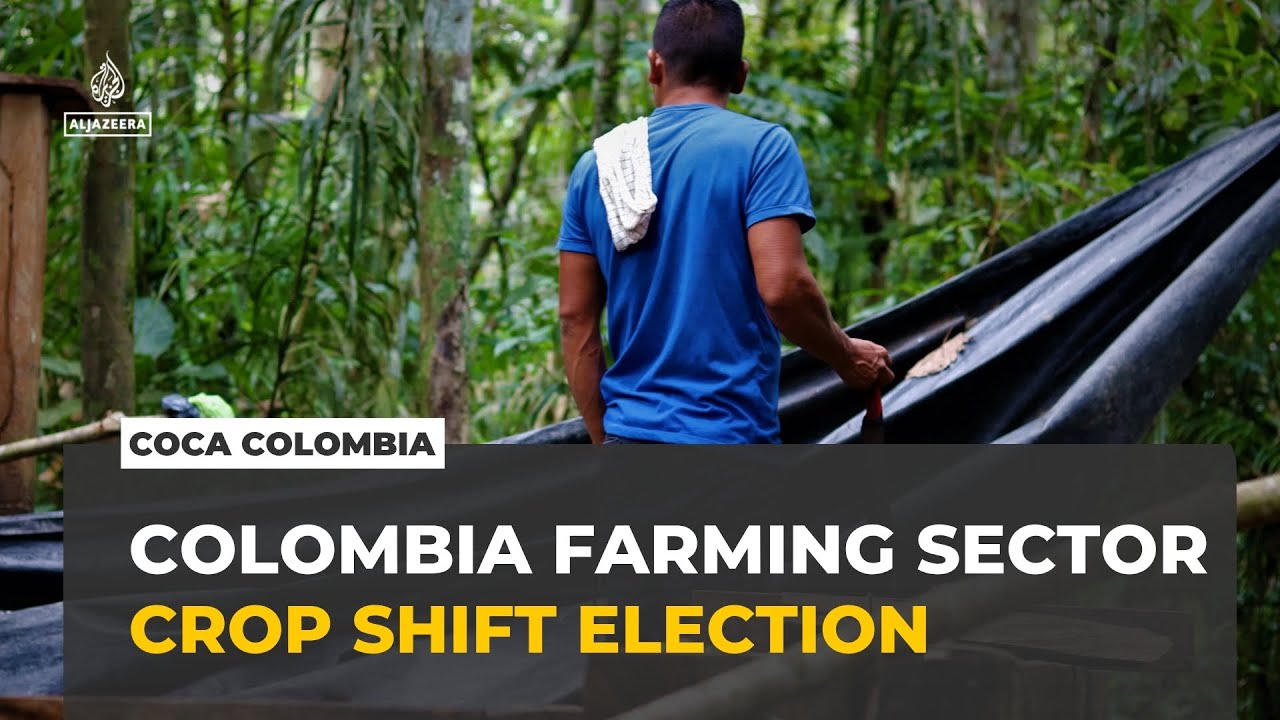 Coca production in Colombia: Coca crop shift faces uncertain future after election