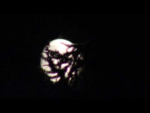 MongoTV_1340 - Mongo Space - Et Grantræ Skygger For Månen i Min Baggård