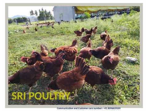 Egg laying Brown Rhode Island Layer Chicks
