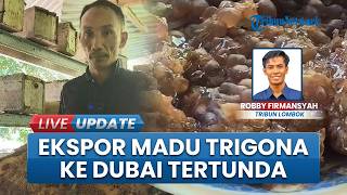 Imbas Konflik Timur Tengah, Ekspor Madu Trigona Lombok Utara ke Dubai kini Terpaksa Tertunda