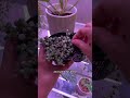 When I know to water my string of pearls #plantcare #stringofpearls #loveplants
