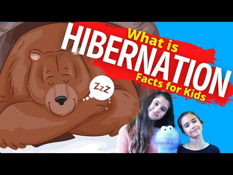 What is Hibernation | Hibernation For Kids