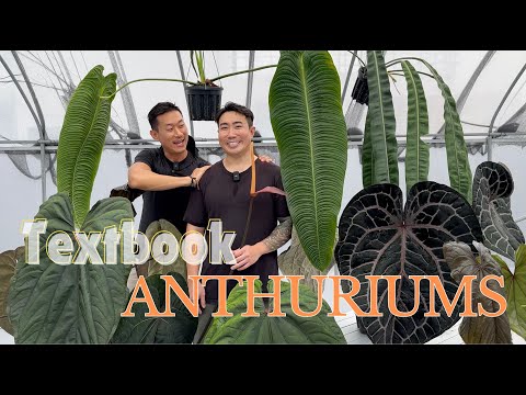 Top 5 Anthurium