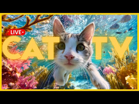 🔴 LIVE CAT TV 🔴 Soothing Anxiety Relief for Cats & Kittens ✨🐱