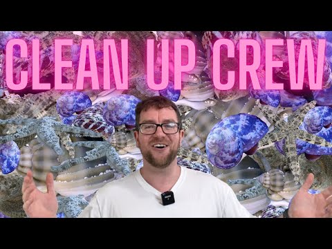 What, when and how much clean up crew to add to your reef tank