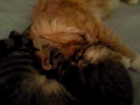 Cats In Love - Gabriel and Princess