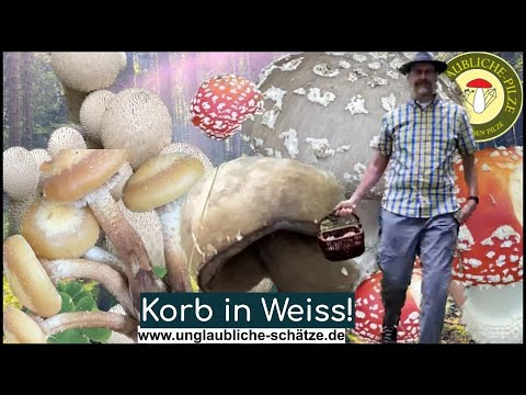 Der Knollenblätterpilz Wald! Papa & Pilzkind - sammeln Pilze im August 2023