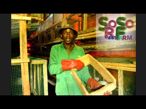 SOSO RABBIT FARM: Impamvu 5 zituma inkwavu zipfa zikiri ntoya n'umuti wazo