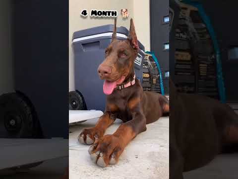 40 days to 10 Months doberman puppy transformation #feed #transformation #doberman #dog #pets #love