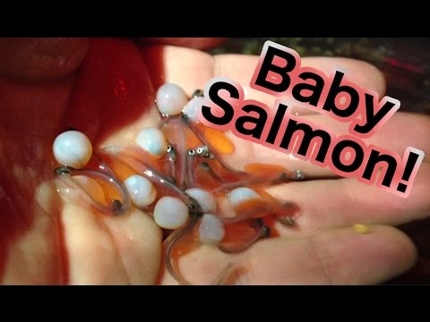 download lagu mp3 mp4 Baby Salmon, download lagu Baby Salmon gratis, unduh video klip Baby Salmon
