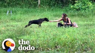 It Took Months To Catch This Stray Dog | The Dodo Faith = Restored