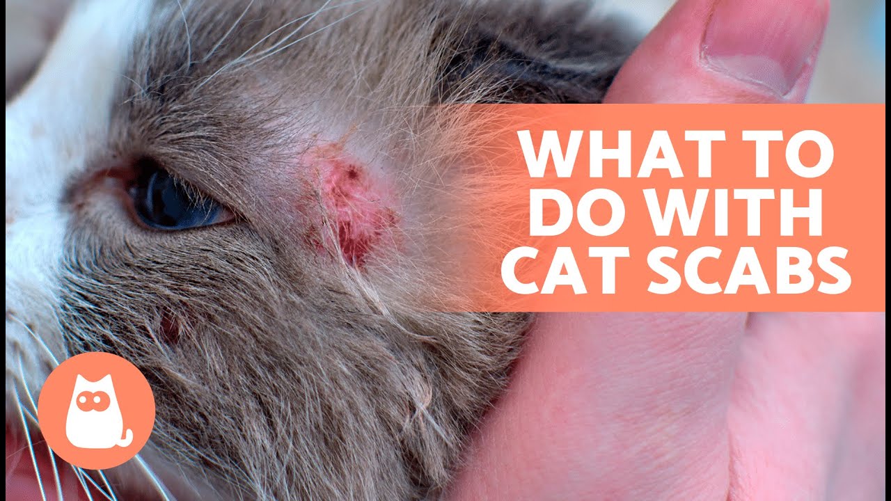 6 HOME REMEDIES for SCABS in CATS 🐈🧴 Are They Effective? - YouTube