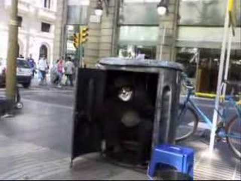 Gatti...che spavento!!!!