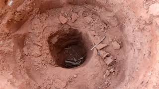 Nunca mais plante mudas de forma errada