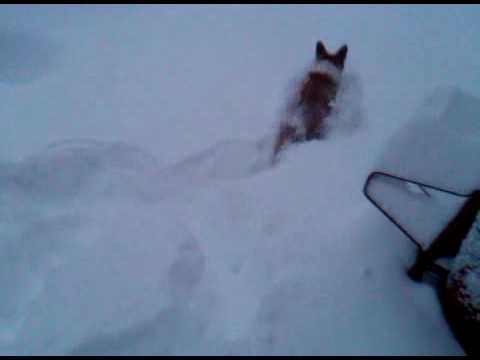 Gizmo and Niko hitting the snow 2