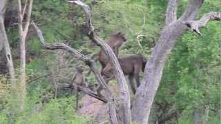 preview picture of video 'Impodimo Safari Lodge, baboons mating on afternoon game drive (3 of 6) - spinning around the world'