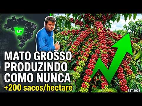 ⚠️ Essa região tá produzindo café como nunca, e isso pode mexer no seu preço!!