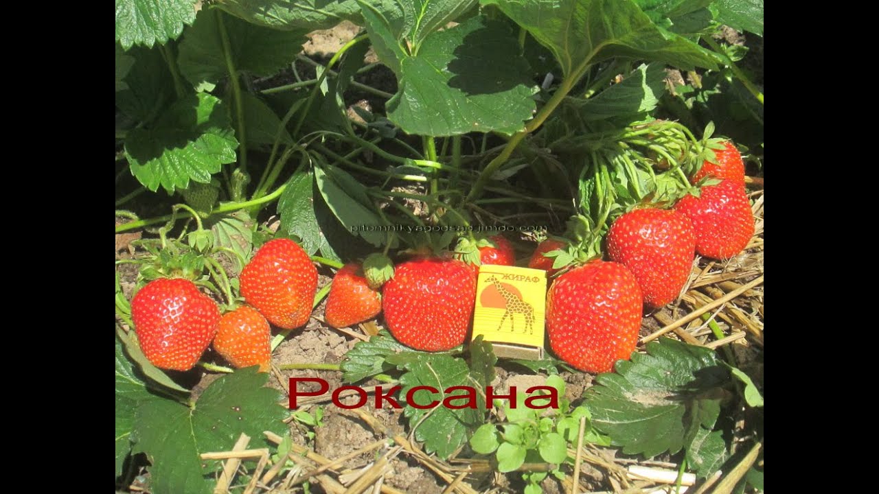 саженцы клубники сорт Роксана купить в России и Беларуси