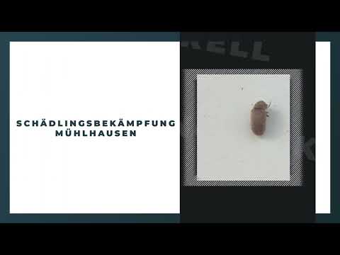 ahs - Schädlingsbekämpfung Abrell YouTube-Vdeominiatur 6