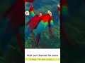I Ve Got The Joy Joy Joy Sunday School Songs JJ Tv Sunday Class Songs