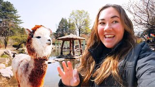 BEST DAY TRIP from SEOUL SOUTH KOREA (nami island + alpaca world)