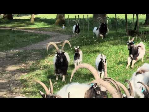 Rare Breed Bagot Goats U.K.