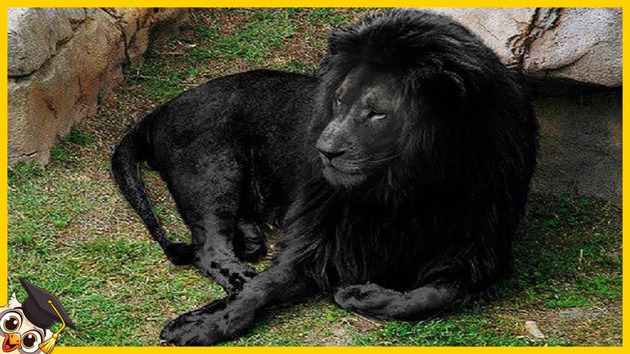 10 Animais mais Raros do Mundo