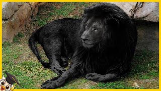 10 Animais mais Raros do Mundo