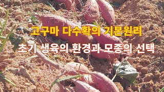 고구마 다수확의 기본원리  다수확을 위한 초기 생육환경과 모종의 선택