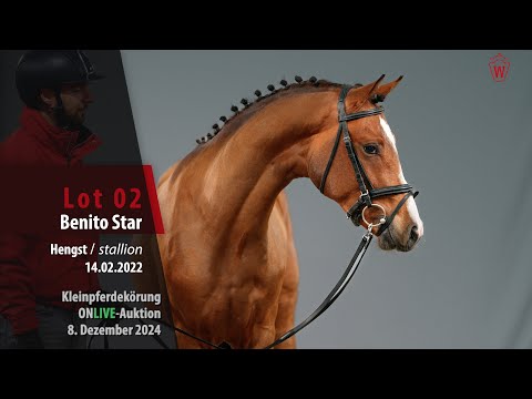 Kleinpferdekörung Lot 02 Benito Star Hengst v. Big Star TF - Valerius