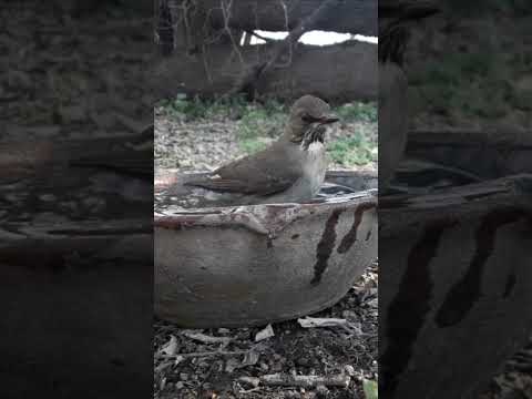 Birdday 110 Jilguero Zorzal Naranjero Bentev 16085