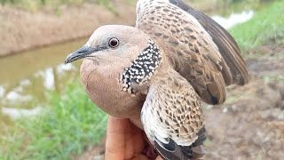Bổi  víp  Đồng Kèm .(zalo 0334898680).(29/5/2025)