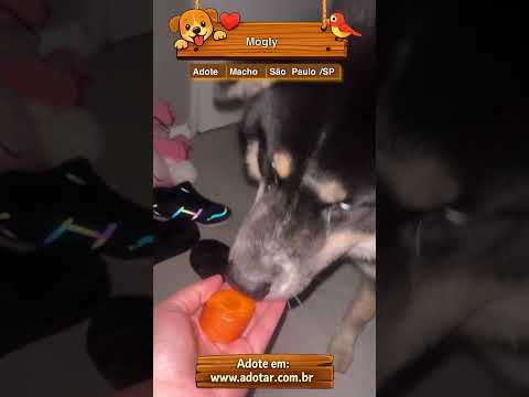Vídeo de Mogly