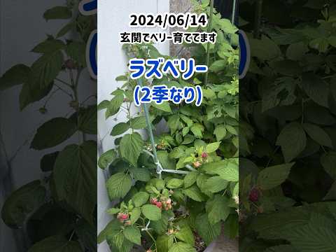 ラズベリーの茂みをトレリスする方法は？ベリーの成長にはサポートが不可欠ですか?ビデオ  庭園