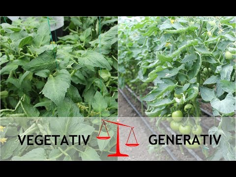 , title : 'Echilibrul vegetativ-generativ la cultura de tomate'