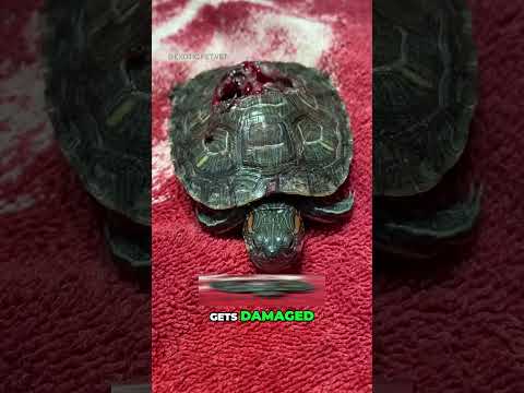 Can an Alligator Break a Turtle’s Shell?