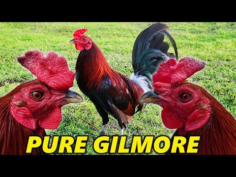 Pure Gilmore MDR FARM ILOILO - Best Farm Philippines