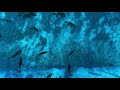 World Famous Glass Bottom Boat Ride Silver Springs Florida