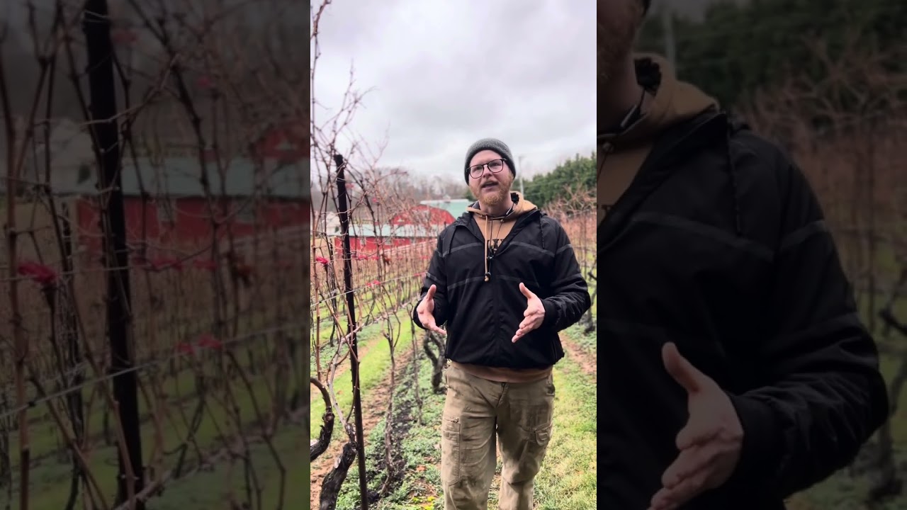 Using Compost on Vines for Long Term Soil Health in Vineyards, Interview with Dylan at PADS Farm